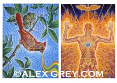 画像4: ALEX GREY ポストカード・10枚セットC (4)